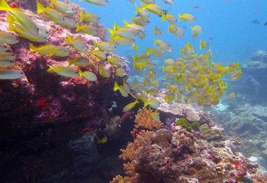 snorkeling-tour-phuket-2