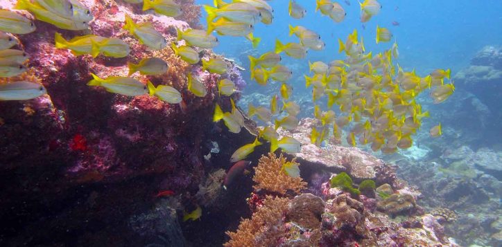 snorkeling-tour-phuket-2-2