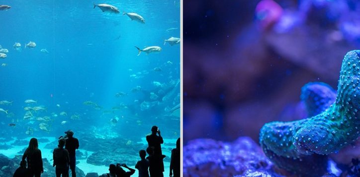 central-phuket-aquarium1-2-2