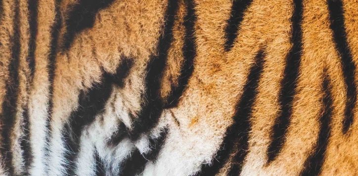 tiger-kingdom-phuket-2