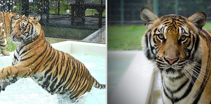 tiger-kingdom-phuket1-2