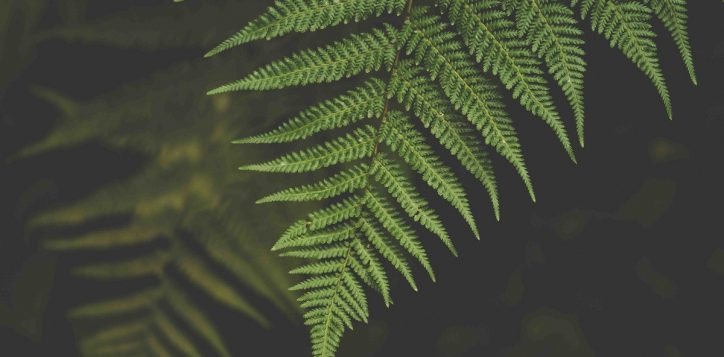 walking-the-rainforest-2