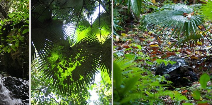 walking-the-rainforest-tour-2