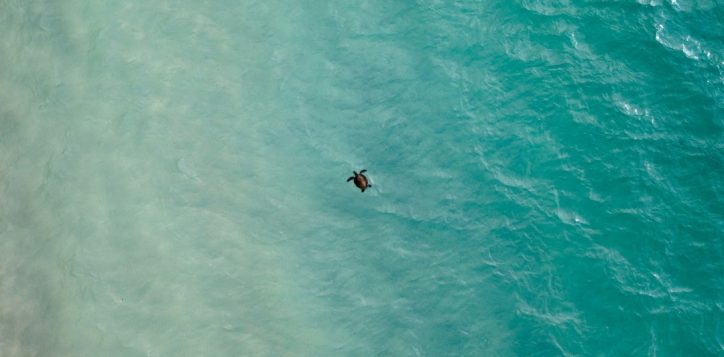 pullman-phuket-arcadia-naithon-beach-phuket-sea-turtle-052026-1-2