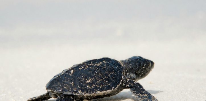 pullman-phuket-arcadia-naithon-beach-phuket-sea-turtle-cover-052026-2
